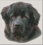 (image for) Newfoundland (No Background)